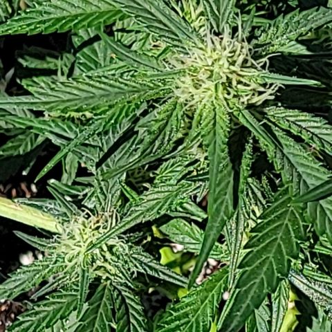Blue Dream Matic growlog timeline photo