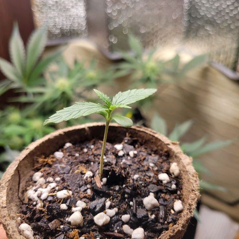 Sour Apple growlog timeline photo