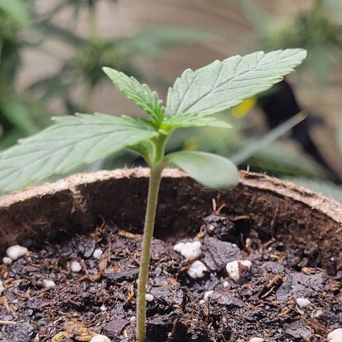 Sour Apple growlog timeline photo