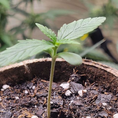Sour Apple growlog timeline photo