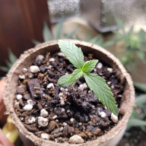 Sour Apple growlog timeline photo