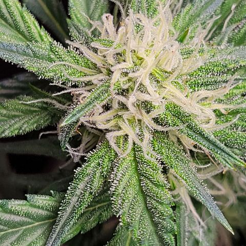 Blue Dream Matic growlog timeline photo