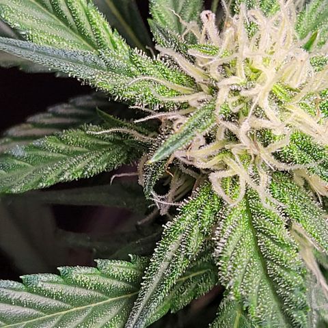 Blue Dream Matic growlog timeline photo
