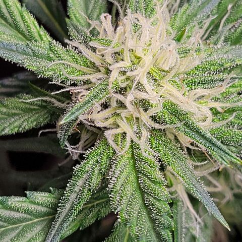 Blue Dream Matic growlog timeline photo