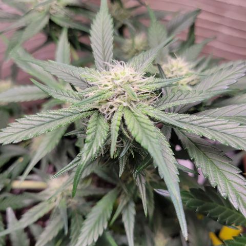 Blue Dream Matic growlog timeline photo