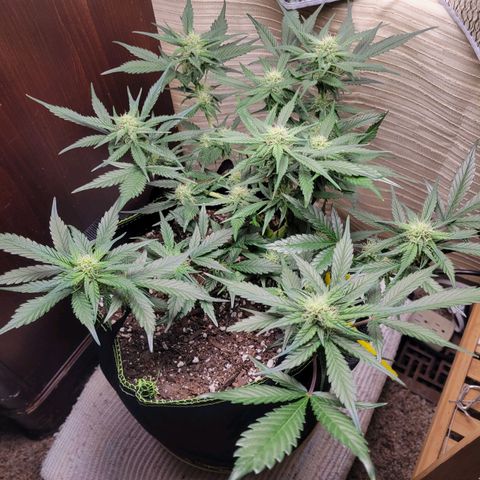 Blue Dream Matic growlog timeline photo