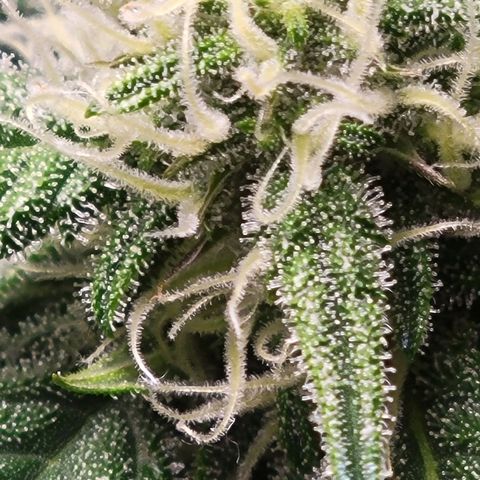 Blue Dream Matic growlog timeline photo