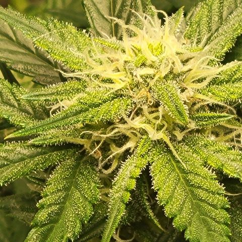 Blue Dream Matic growlog timeline photo
