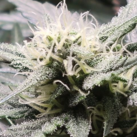 Blue Dream Matic growlog timeline photo