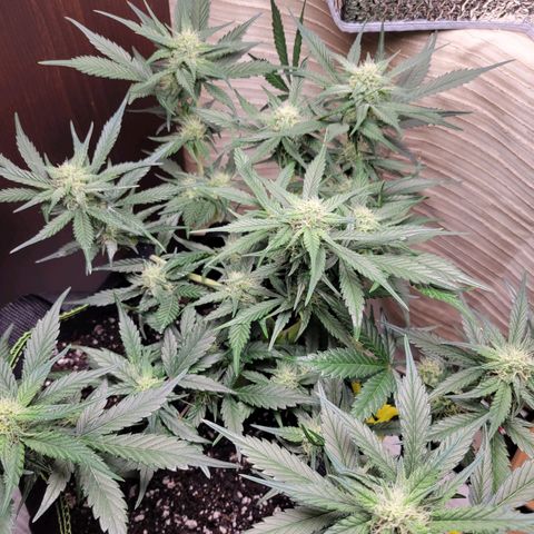 Blue Dream Matic growlog timeline photo