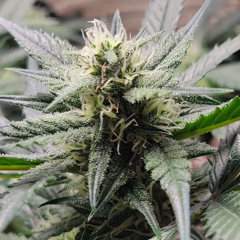 Blue Dream Matic growlog timeline photo