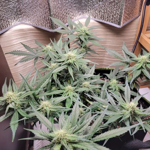 Blue Dream Matic growlog timeline photo