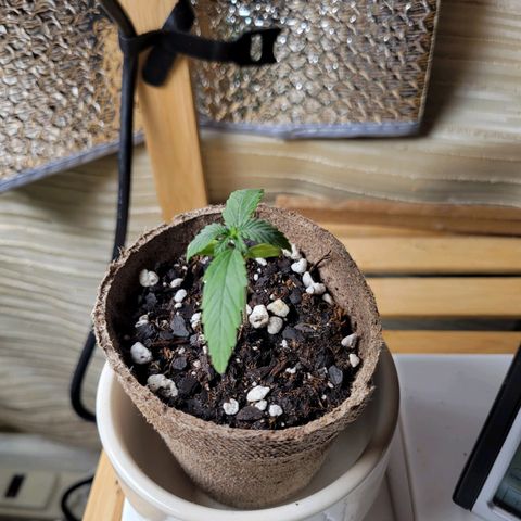 Sour Apple growlog timeline photo