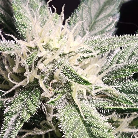 Blue Dream Matic growlog timeline photo