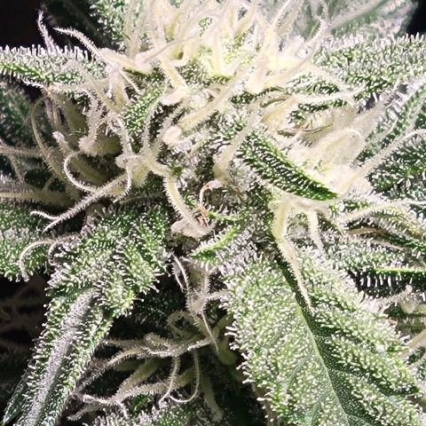 Blue Dream Matic growlog timeline photo