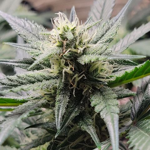 Blue Dream Matic growlog timeline photo