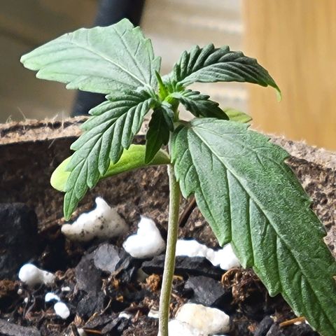 Sour Apple growlog timeline photo