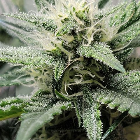 Blue Dream Matic growlog timeline photo