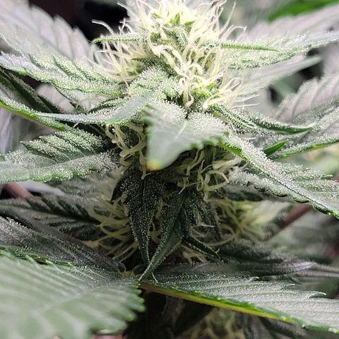 Blue Dream Matic growlog timeline photo