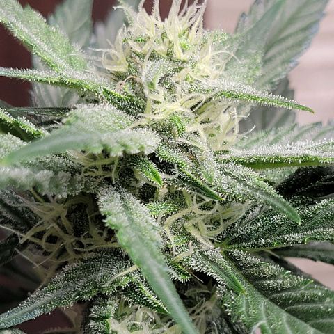Blue Dream Matic growlog timeline photo