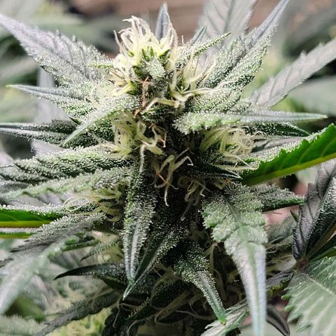 Blue Dream Matic growlog timeline photo
