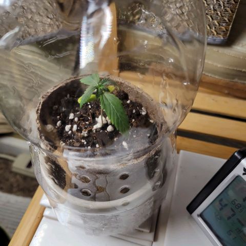 Sour Apple growlog timeline photo