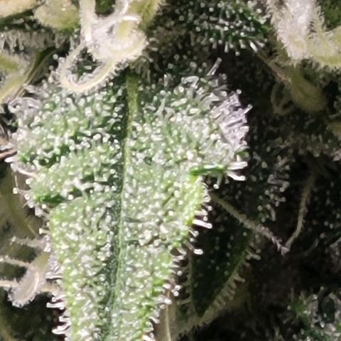 Blue Dream Matic growlog timeline photo
