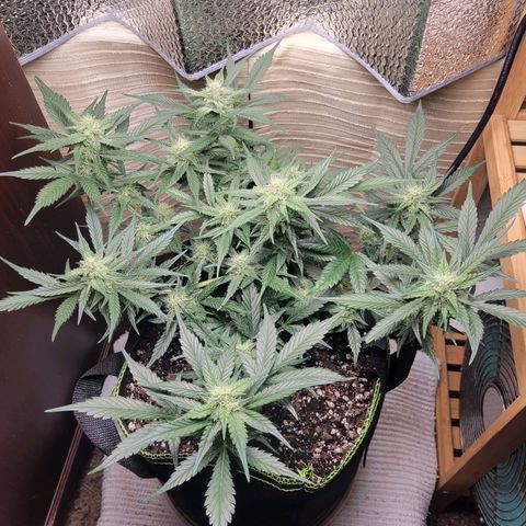 Blue Dream Matic growlog timeline photo