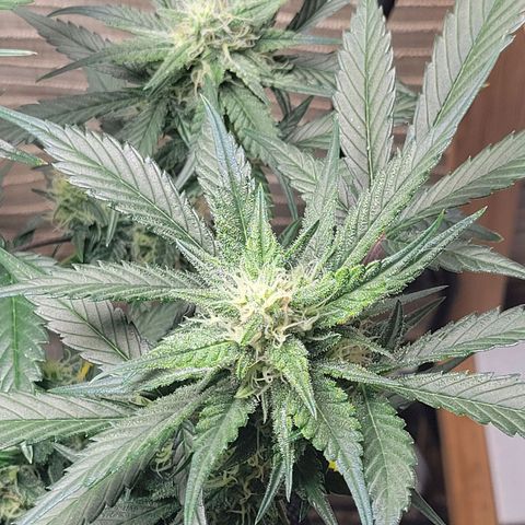 Blue Dream Matic growlog timeline photo