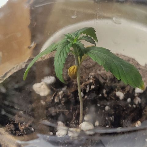 Sour Apple growlog timeline photo