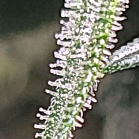Blue Dream Matic growlog timeline photo