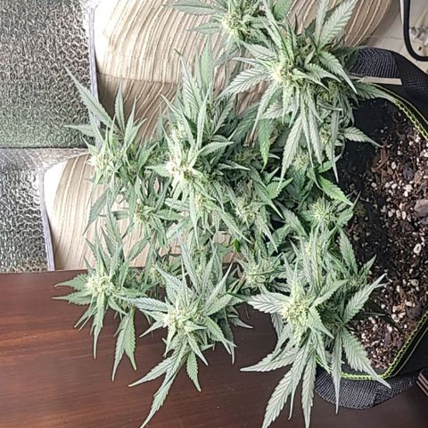 Blue Dream Matic growlog timeline photo