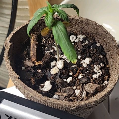 Sour Apple growlog timeline photo