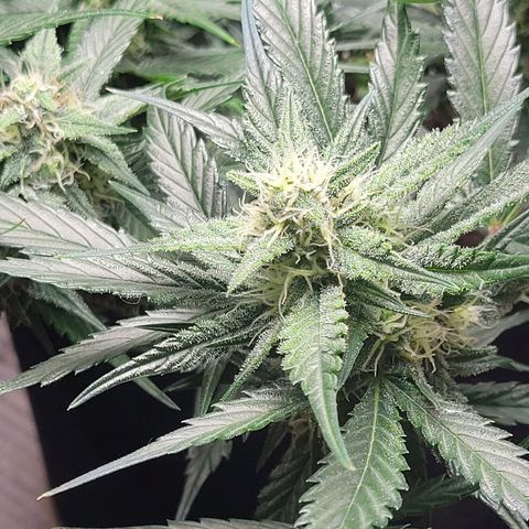 Blue Dream Matic growlog timeline photo