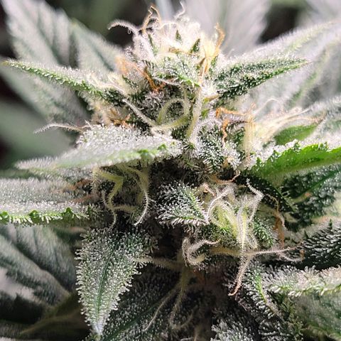 Blue Dream Matic growlog timeline photo