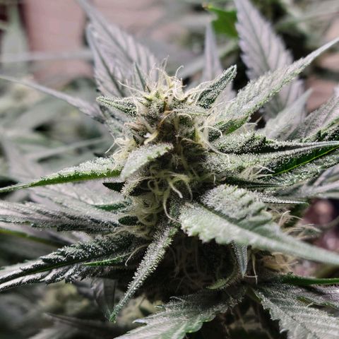 Blue Dream Matic growlog timeline photo