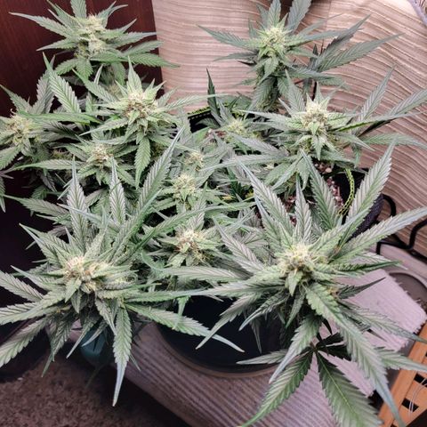 Blue Dream Matic growlog timeline photo