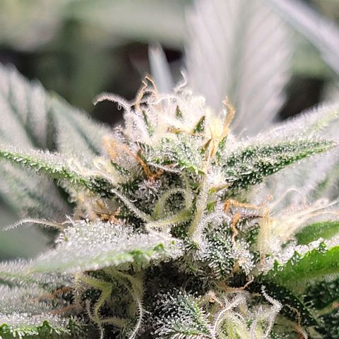 Blue Dream Matic growlog timeline photo