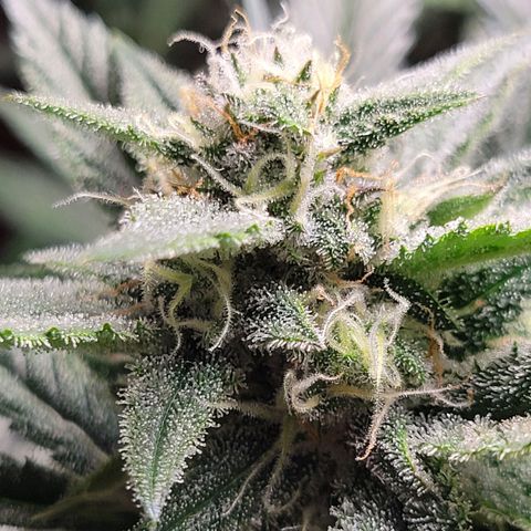 Blue Dream Matic growlog timeline photo