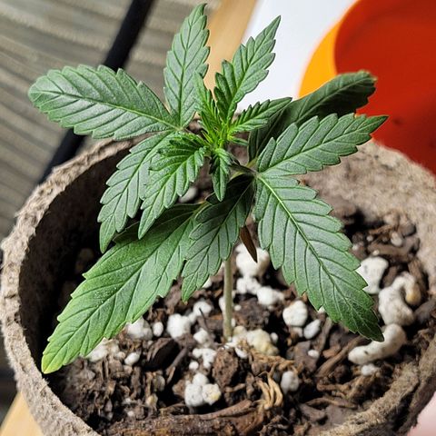 Sour Apple growlog timeline photo