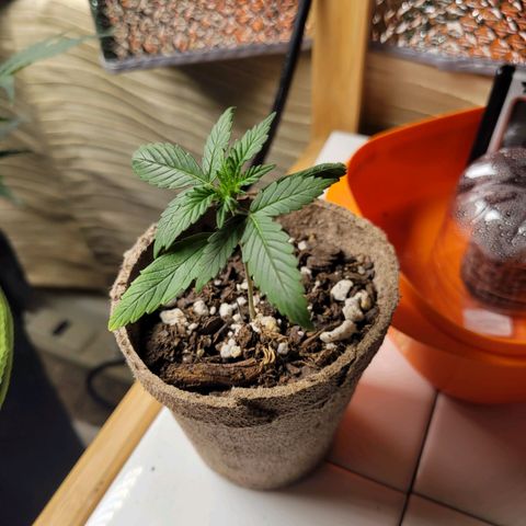 Sour Apple growlog timeline photo