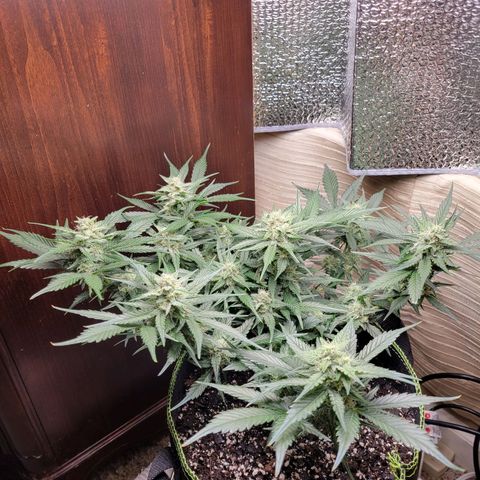 Blue Dream Matic growlog timeline photo