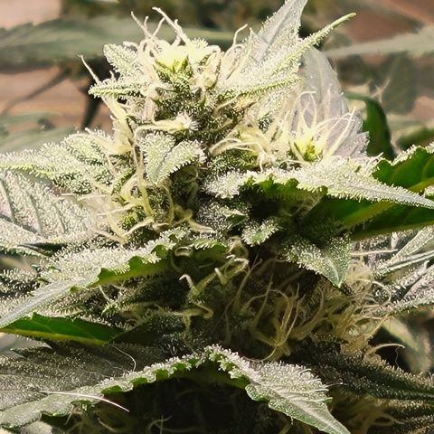 Blue Dream Matic growlog timeline photo