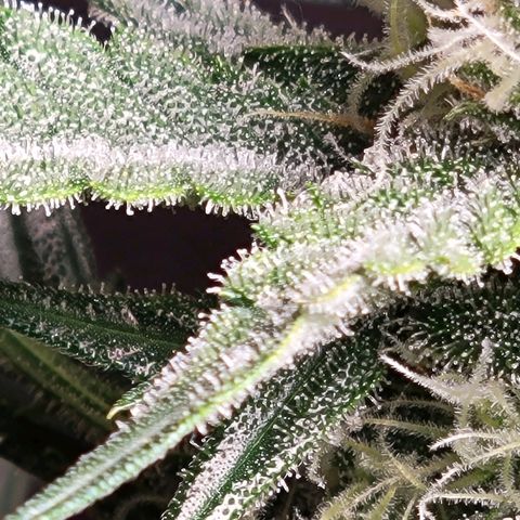 Blue Dream Matic growlog timeline photo