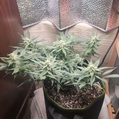 Blue Dream Matic growlog timeline photo