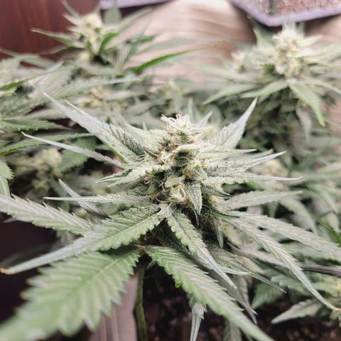 Blue Dream Matic growlog timeline photo