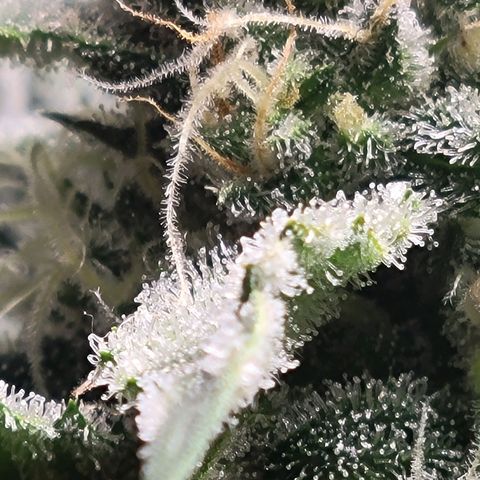 Blue Dream Matic growlog timeline photo