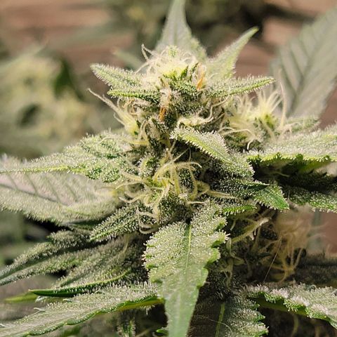 Blue Dream Matic growlog timeline photo
