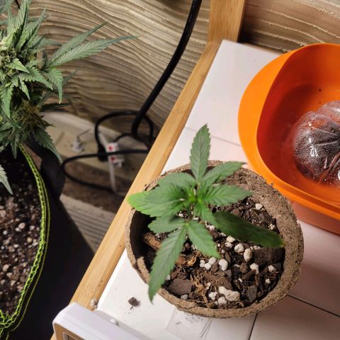 Sour Apple growlog timeline photo