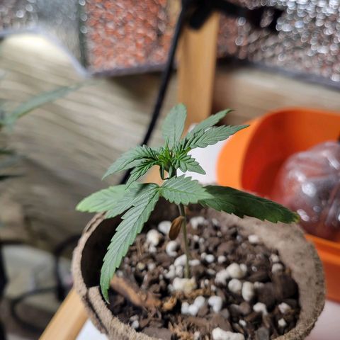 Sour Apple growlog timeline photo